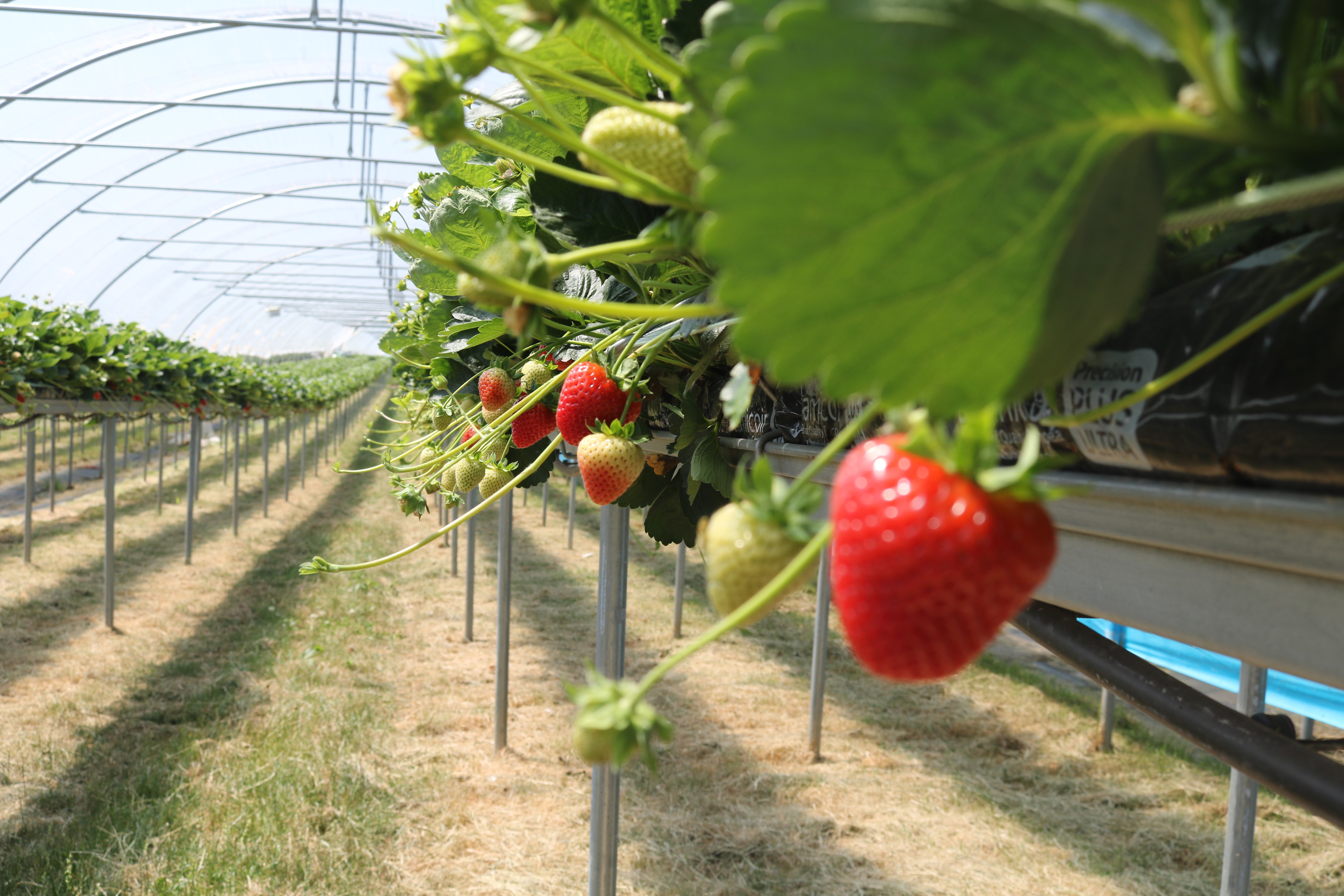 Tabletop Strawberries June 19