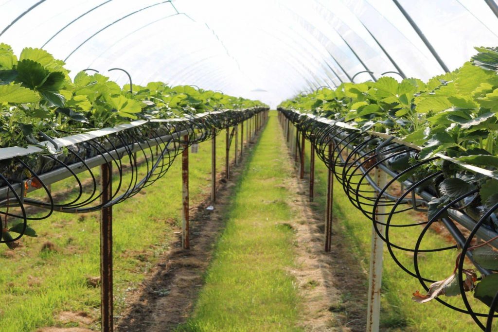 Agri-Tech Solutions Innovating Farming Practices